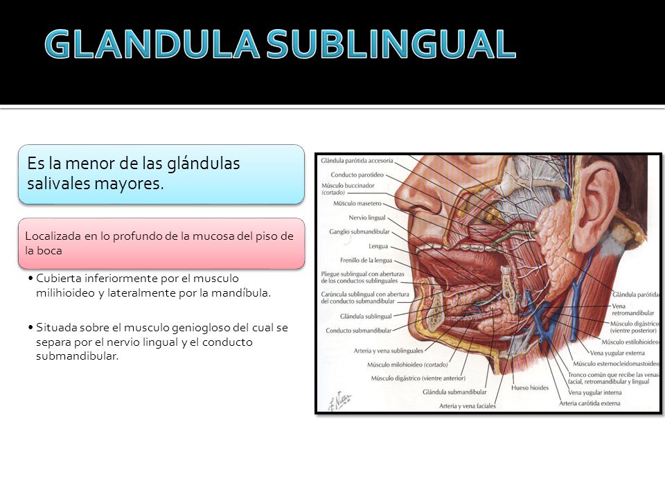 Mayores glandulas histologia salivales
